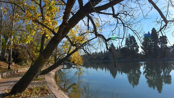 Mendoza 23 de junio de 2021  28 de Junio día mundial del Árbollos árboles del lago del Parque General San Martín, crecen hacia el mismo espejo de agua. Foto Orlando Pelichotti / Los Andes