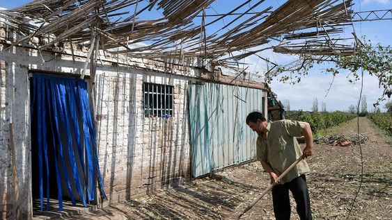 Ceferino Torres perdió sus cuatro hectáreas de uva criolla en Junín. Su casa también sufrió daños. | Foto: Orlando Pelichotti / Los Andes