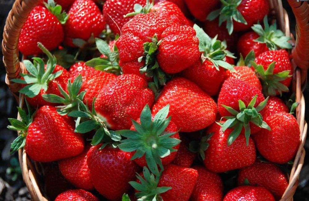 Paso a paso: cómo sembrar frutillas en maceta o en el jardín