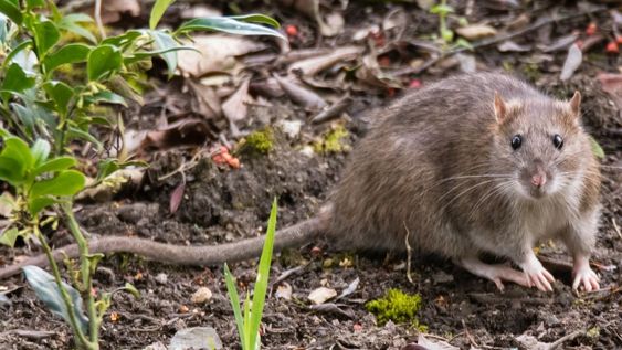 Es conveniente combinar las plantas con otras medidas de higiene y mantenimiento para alejar a las ratas.