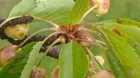 Productores reportaron daños en plantaciones de cereza por el granizo caído en distintos sectores rurales.