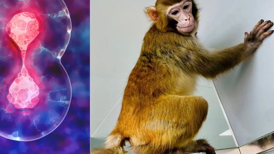 Por primera vez, un mono rhesus (Macaca mulatta) clonado en el laboratorio ha vivido hasta la edad adulta, sobreviviendo más de dos años hasta ahora
