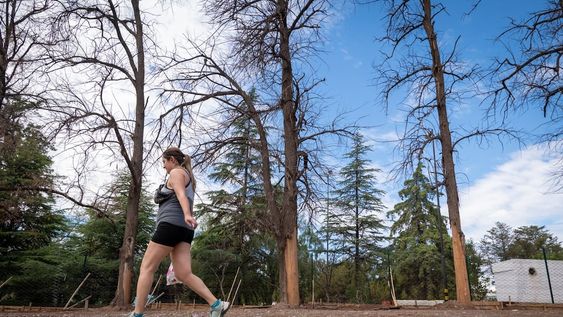 El Censo de Arbolado del Área Metropolitana de Mendoza.Arboles secos frente a Obras Sanitarias en el Parque General San Martín.Foto: Ignacio Blanco / Los Andes
