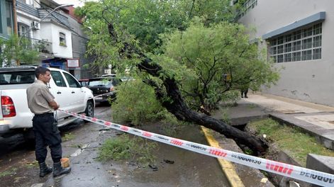 Los Andes | Decenas de forestales se desplomaron por la fuerza de cada tormenta de verano en los departamentos metropolitanos. Guaymallén ha sido el más afectado. Foto: Orlando Pelichotti / Los Andes.