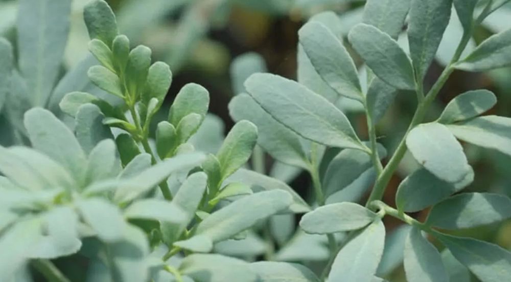 Conocida por su olor fuerte y penetrante, la ruda funciona como un repelente natural no solo contra cucarachas, sino también contra roedores e insectos.