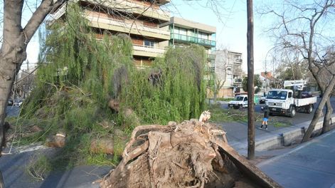 Los Andes | El último Zonda derribó cientos de forestales en distintos puntos de la provincia y puso en evidencia la importancia de erradicar los enfermos y dañados. | Foto: Marcelo Rolland / Los Andes