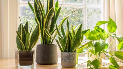 si tu planta crece mucho, pero esta debil, podria tener este problema: las senales de alerta que debes mirar