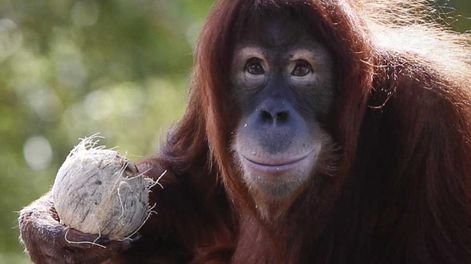 Los Andes | ORANGUTÁN. En diciembre de 2015 (AP/Joshua Paul/Archivo).