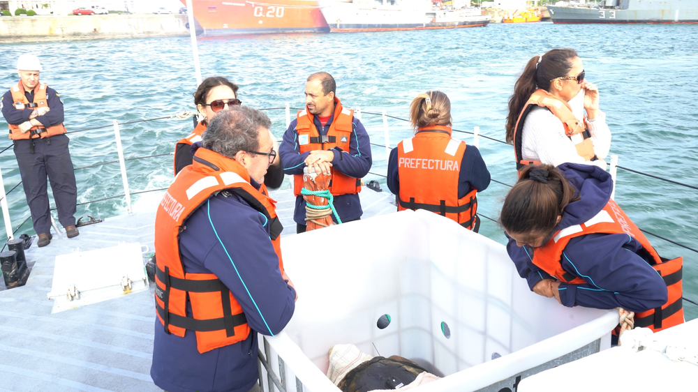 El tortugo Jorge nada libre hacia el norte marítimo.