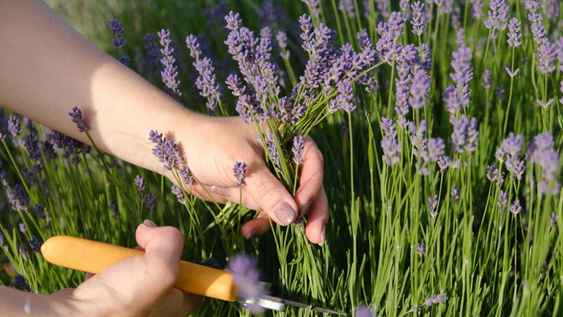 Calendario de poda de la lavanda: anotá estos tips y fechas.