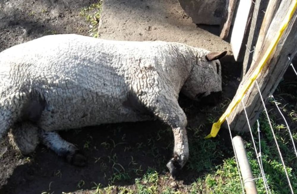 Etchevehere denunció la muerte de un animal en el campo y acusó de inútilesa los usurpadores