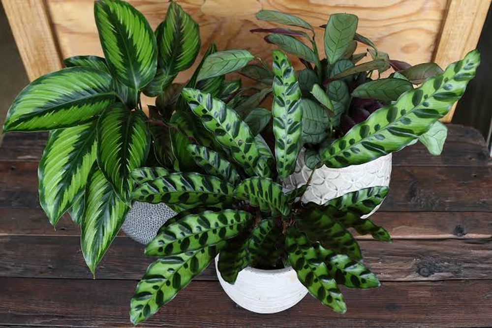 Calathea
