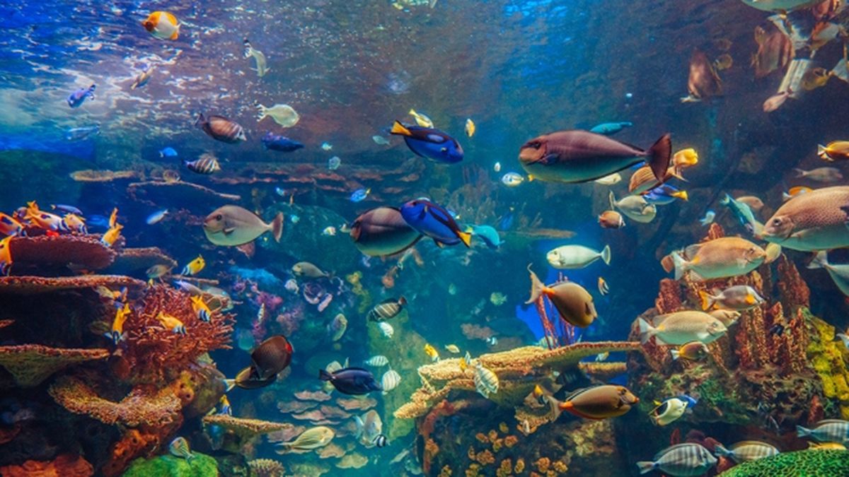 Fotógrafos logran captar a un pez rarísimo que no había sido visto desde 2009