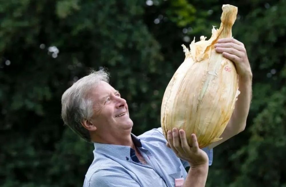 Cebolla récord: un agricultor cosechó una de casi 9 kilos y marcó un nuevo registro Guinness. Foto: Sky.
