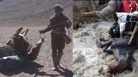 Denuncian maltrato animal hacia las mulas de carga en el Aconcagua.