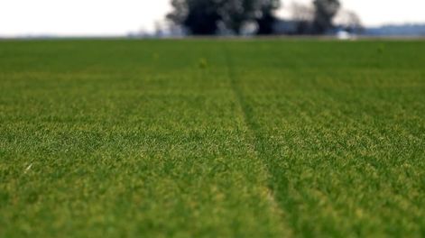La segunda ola de demanda implica que no sólo se desea un producto con valor agregado, sino que se requiere que tenga ciertos estándares que otorgue calidad superior, acorde a la diferencia de precio que se paga por el producto.