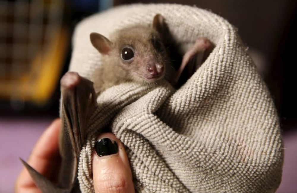 Murciélago o murciégalo: ¿Cuál es el uso correcto?