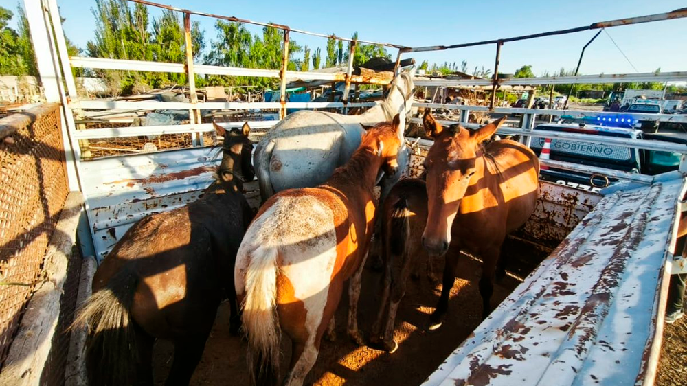 Operativo con drones permitió frenar faena ilegal de caballos en Guaymallén.