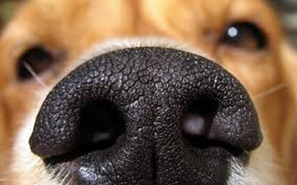 Cuáles son las 3 razas de perros que olfatean a mucha distancia.