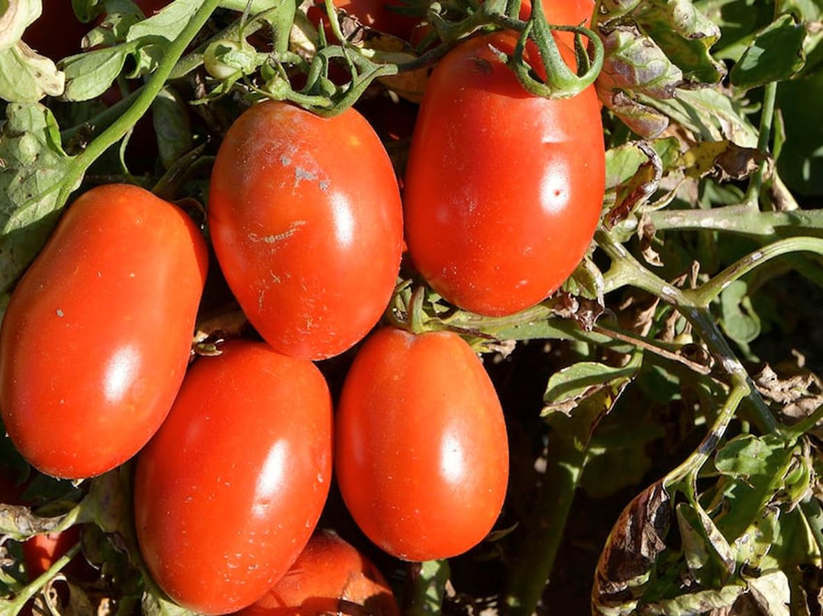 Tunuyán, San Martín, Lavalle, San Carlos, Maipú y Luján son los departamentos donde más creció la plantación de tomates en la provincia. Foto: Orlando Pelichotti / Los Andes