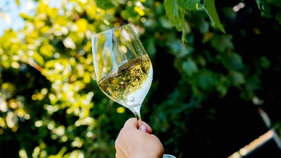 El vino blanco crece en la Argentina.