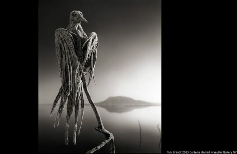 Las aguas del lago pueden alcanzar una temperatura de 60ºC y son extremadamente alcalinas lo que produce que los animales se petrifiquen.