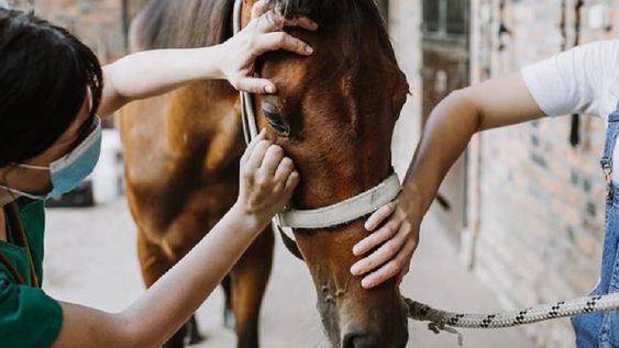 La encefalitis equina es una enfermedad vírica extremadamente grave que afecta a los caballos y, también, al ser humano. - Imagen ilustrativa / Web