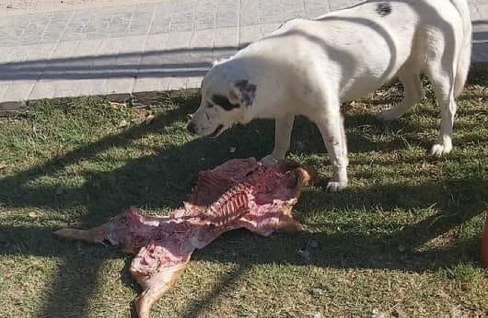 Una perra robó un lechón a concejales y se convirtió en un hecho viral - Gentileza / El Otro Allen