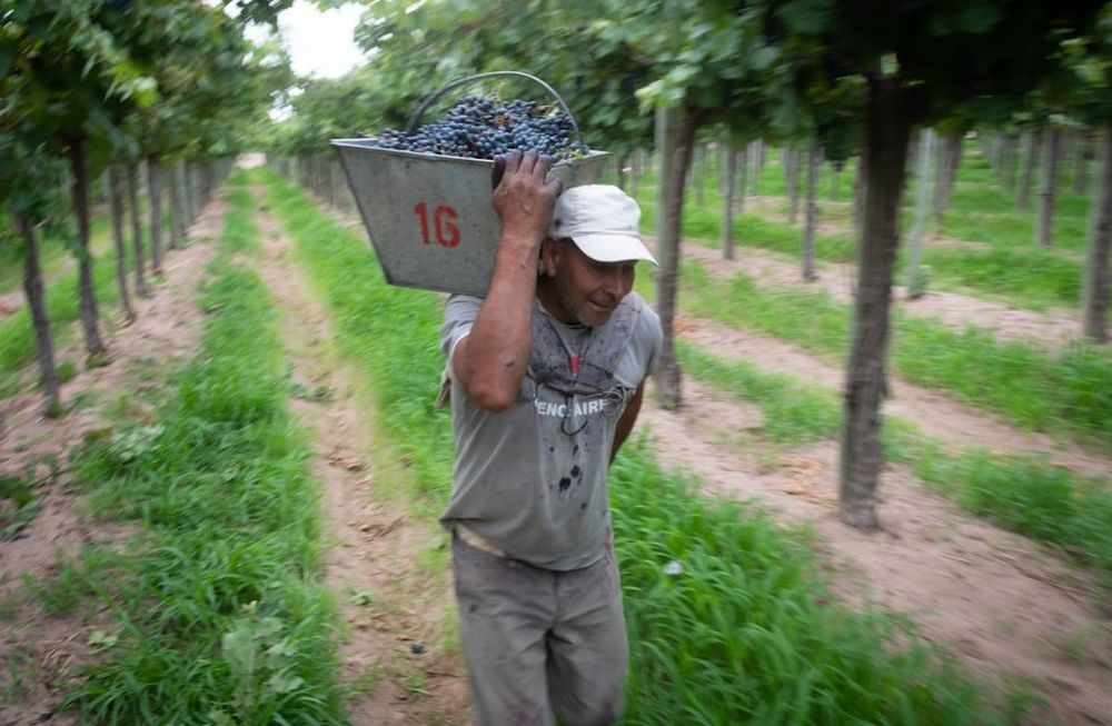 Las charlas están basadas en la Economía del Conocimiento con el objetivo de incrementar las capacidades, habilidades y el perfeccionamiento profesional de trabajadores de la cadena productiva vitivinícola. / Foto: Ignacio Blanco