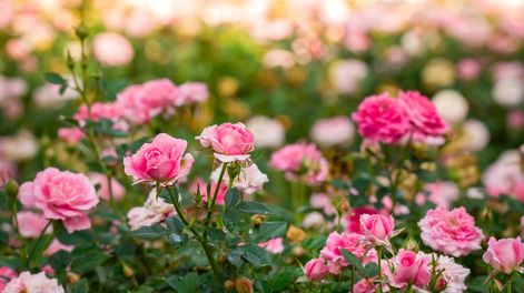 Los Andes | Algunos amarguitos y otros dulzones, los pétalos de rosas son un clásico encantador de la cocina gourmet: se los emplea en ensaladas, pero sobre todo en repostería.
