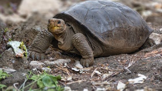 La acción de camaradería de las tortugas por su compinche despertó reacciones de sorpresa en los usuarios de Tik Tok y Twitter. Fuente: Web / Los Andes