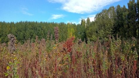 Los Andes | Pequeños productores de Uspallata están recuperando el cultivo de quinoa, un superalimento que se producía en Mendoza en la época de los incas