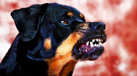 Una anciana falleció luego de ser mordida por sus tres perros rottweiler. Imagen ilustrativa.