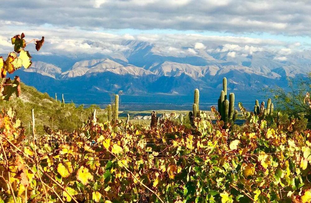Altos La Ciénaga, del vino patero a los vinos extremos