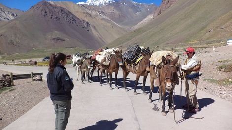 Los Andes | Mulas de carga en parque Aconcagua junto a una guardaparque. | Foto: Gobierno de Mendoza