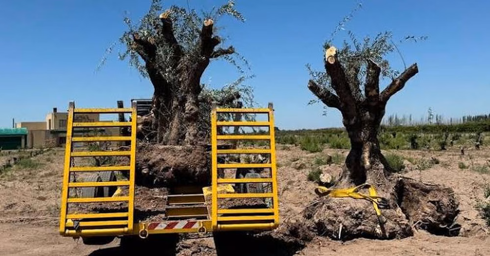 Rescatan de la tala los olivos centenarios de Mendoza. (Gentileza)&nbsp;