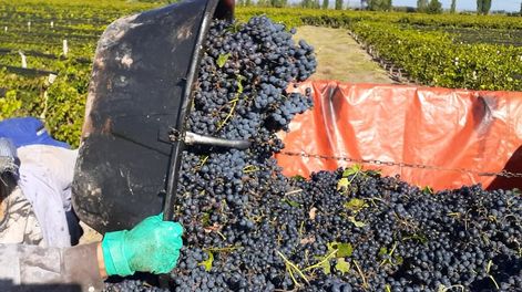 Desde la Federación de Obreros y Empleados Vitivinícolas y Afines (Foeva), informaron que se cerró la paritaria con un aumento del del 57% más un no remunerativo y se divide en tres etapas