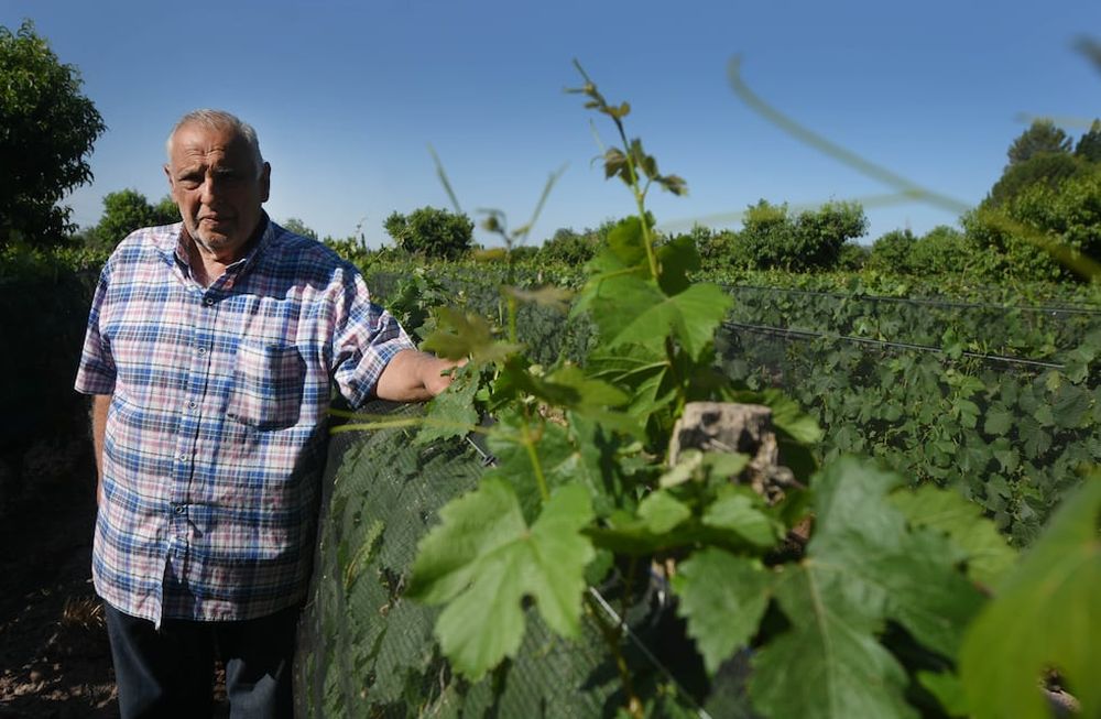 El productor conoció la tierra con su padre y ahora trabaja activamente con sus hijos, quienes continuarán produciendo uva con todo el aprendizaje a cuestas.