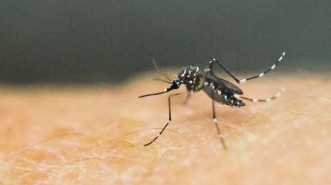 El mosquito Aedes aegypti se caracteriza por ser pequeño, con rayas blancas y negras en sus patas y abdomen. Foto: Gentileza