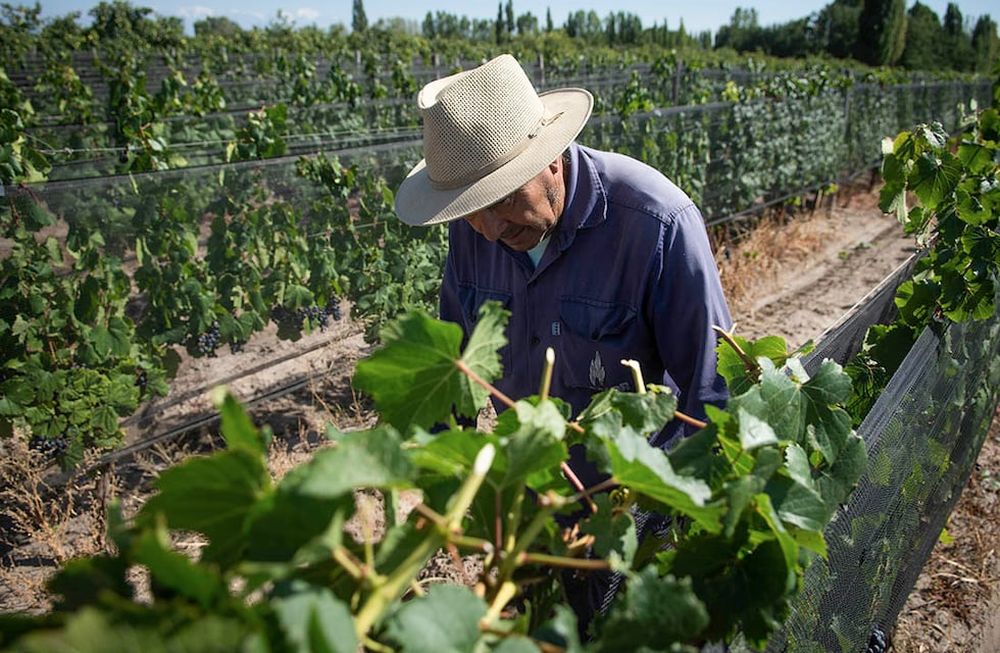 Financiamiento en el mercado de capitales: más de 100 productores y más de 15 bodegas mendocinas operan bajo esa modalidad, por un monto cercano a los $1.700MM. Foto: Ignacio Blanco / Los Andes