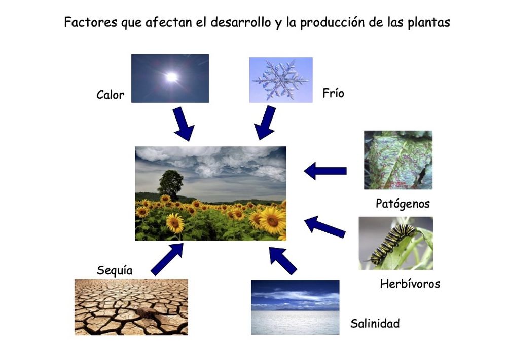 Producción agraria. Distintos factores que afectan el desarrollo y la producción de las plantas, que son el resultado de largos años de ensayos e investigaciones.