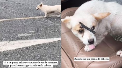 Un perro fue hallado con un perno de ballesta con púas que le atravesó la cabeza, actualmente se encuentra fuera de peligro.