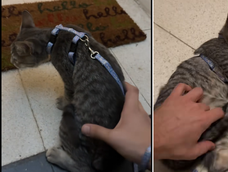 Le puso un arnés a su gata y dejó de funcionar: el divertido video que estalla en TikTok Le puso un arnés a su gata y dejó de funcionar: el divertido video que estalla en TikTok