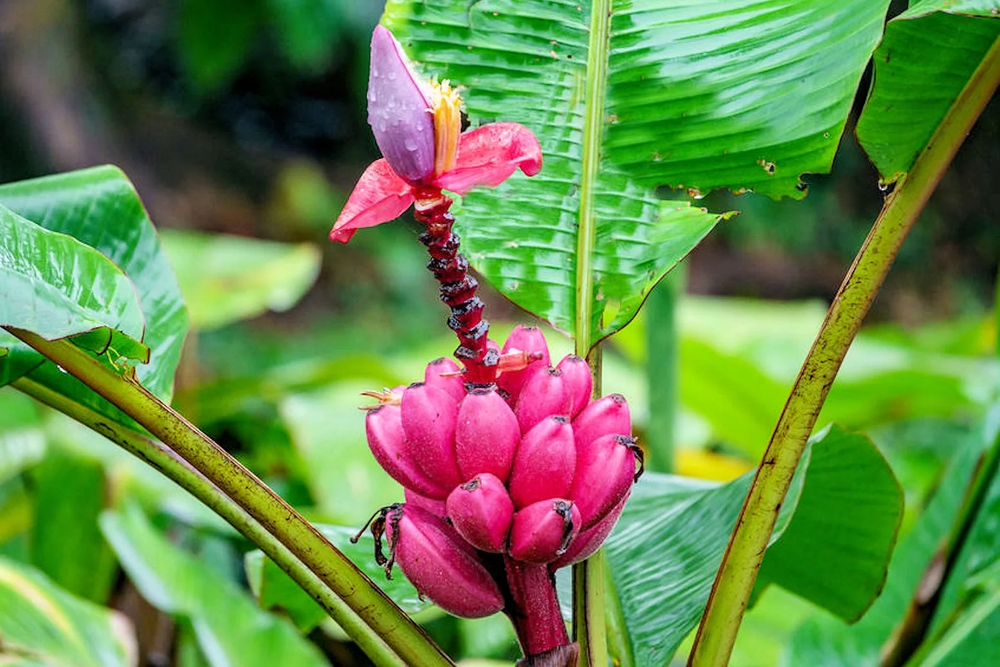 Banano ornamental