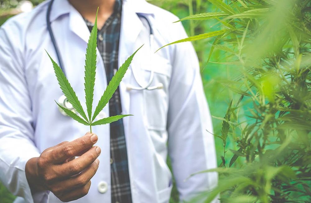 La producción de cannabis medicinal requiere de inversiones millonarias, pero hay mucho mercado y buenos precios de referencia.
