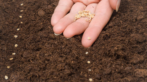 15 semillas que debés sembrar desde ahora para que estén listas en otoño, según los jardineros