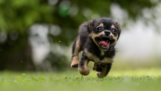 Las 8 razas de perros que pueden correr más rápido que un auto en ciudad.