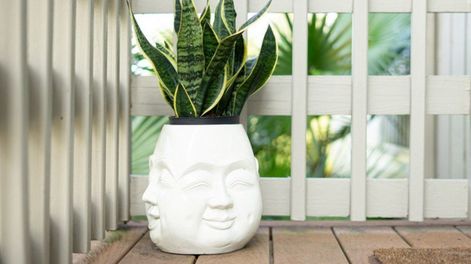 La práctica del Feng Shui advierte en que mantener esta planta limpia y con hojas firmes refuerza su capacidad protectora.