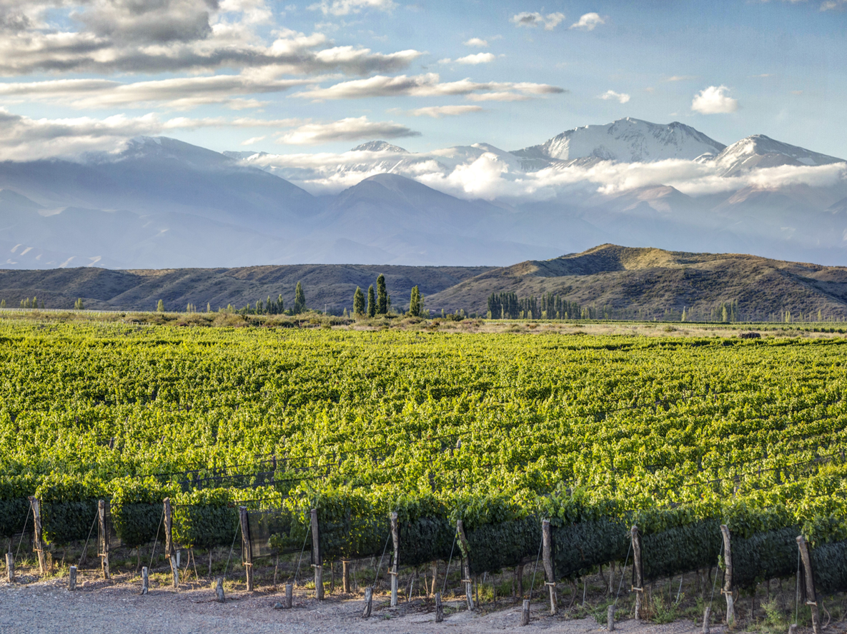 Un Malbec de Gualtallary fue elegido&nbsp;Campeón Global y Mejor Vino Tinto del Mundo, tras competir en una cata a ciegas en Londres