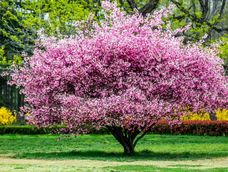 Este árbol es considerado uno de los frutales más convenientes para climas templados o cálidos. Este árbol es considerado uno de los frutales más convenientes para climas templados o cálidos.